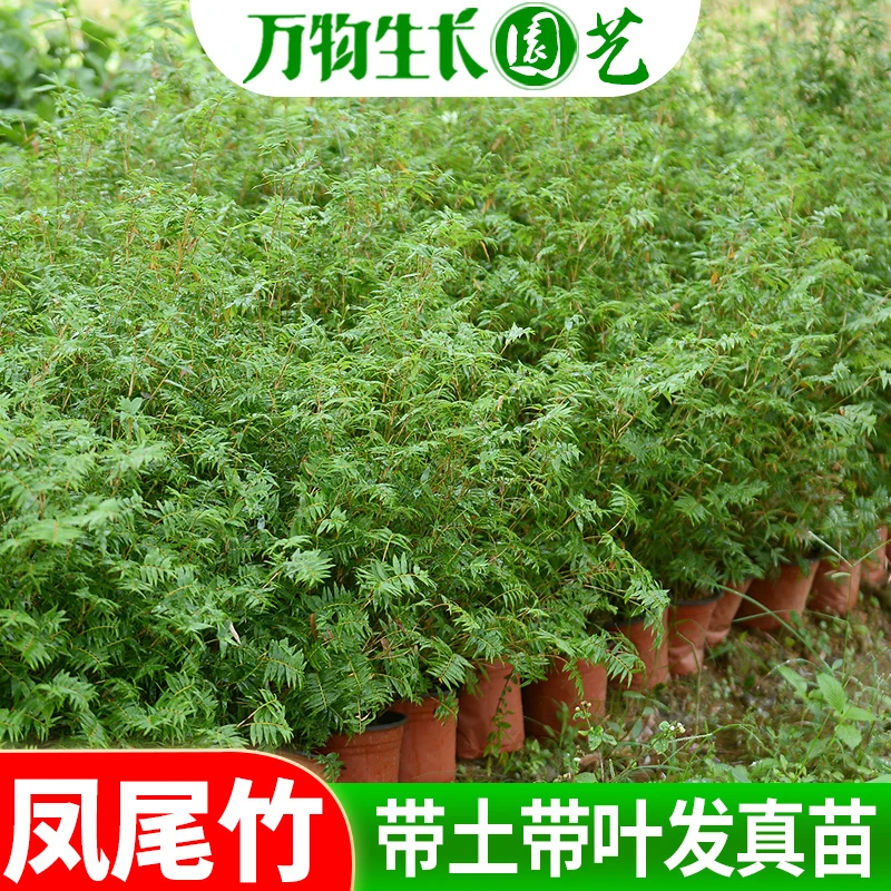 竹子苗盆栽庭院四季常青植物室内盆景凤尾竹米竹文竹北方耐寒