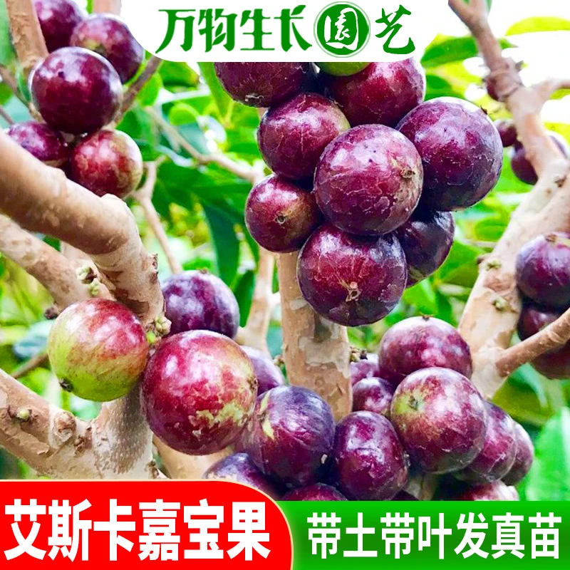 艾斯卡嘉宝果树苗正宗台湾树葡萄果树四季南北种植当年结果多年生