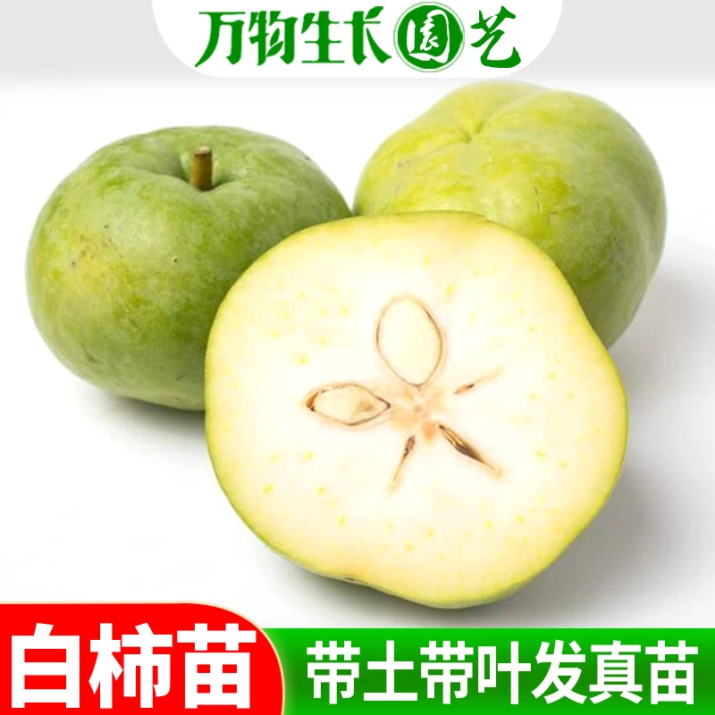 白柿果树苗 冰淇淋果苗 白柿苗 新品种巧克力果树苗南方种植 地栽