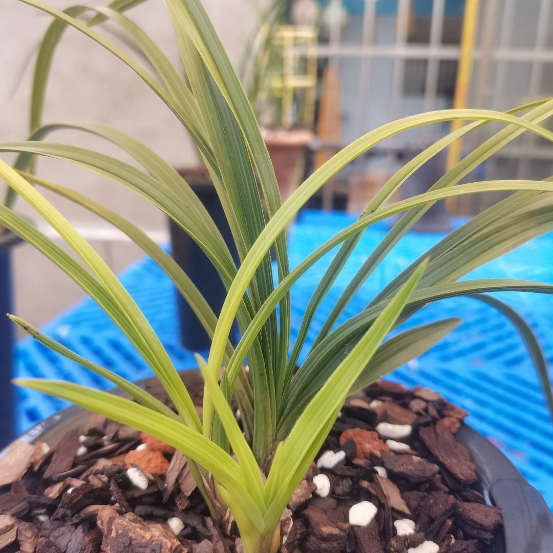 兰花 确认金额下单