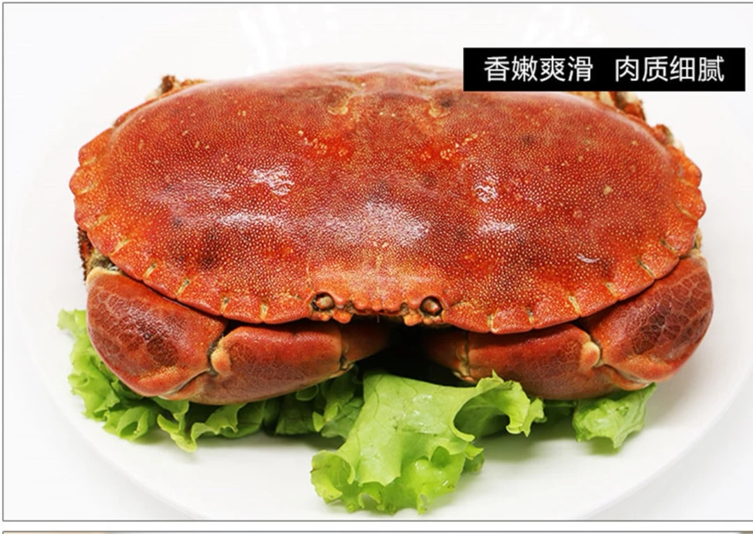 鲜活发货 面包蟹700-800克/只 保鲜不包活
