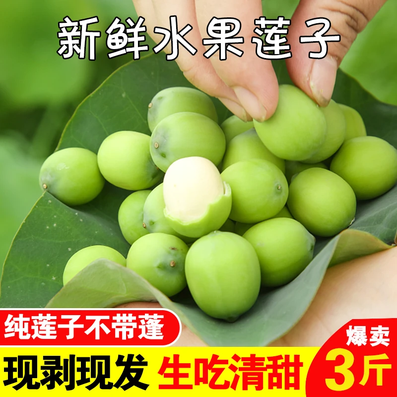 洪湖颜姐新鲜莲蓬莲子米嫩甜可口3斤顺丰空运包邮发货食用清甜