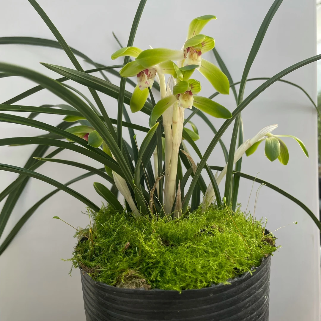 「适合新手」兰花苗浓香型春兰花卉绿植兰草盆栽易养活