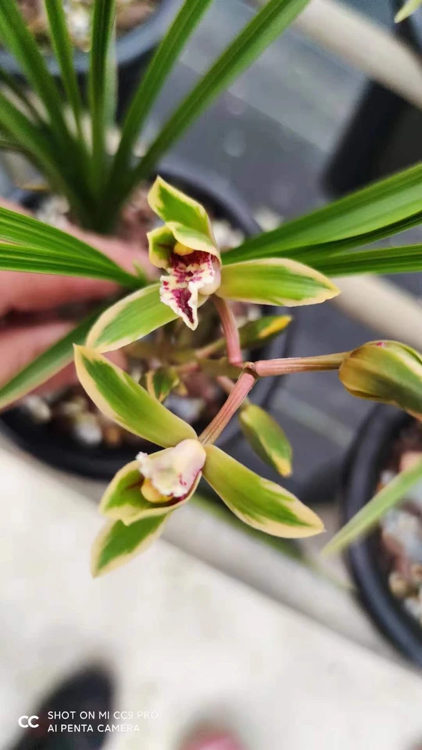 【美美兰亭】兰花盆栽阳台室内花卉经典品种蕙兰红覆轮边草