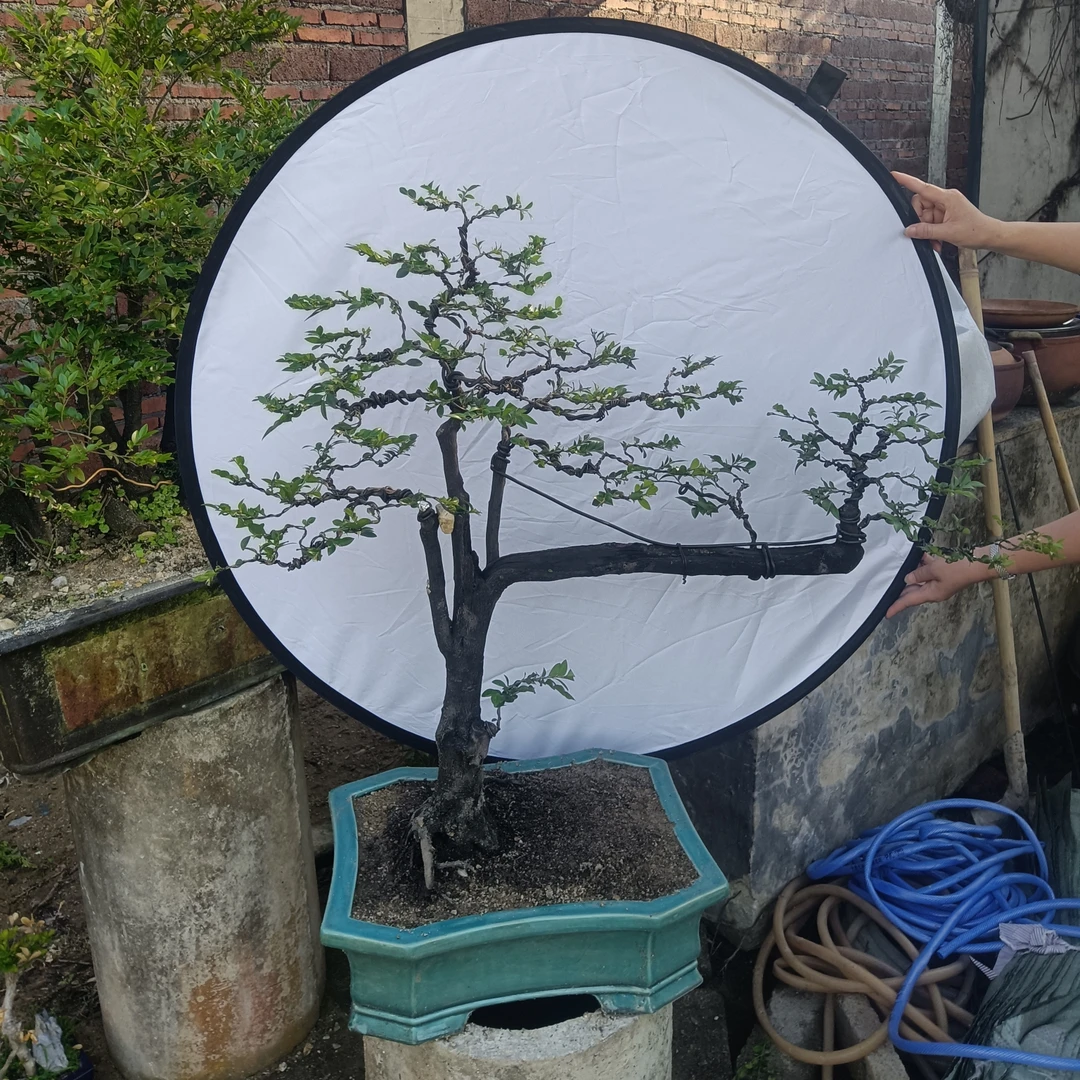 老桩 黑骨茶精品盆景(一物一拍)