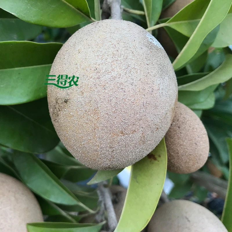 三得农 人心果苗 大果人心果苗 嫁接苗 庭院盆栽地栽厂家直销发货