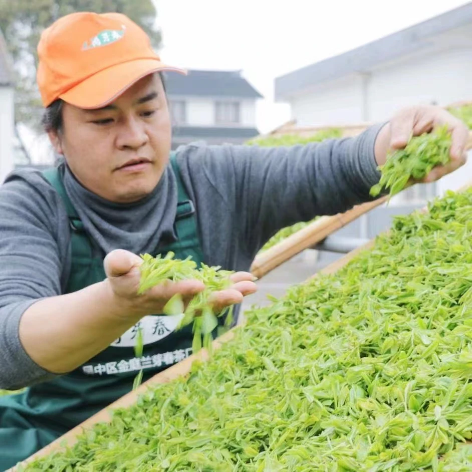 特级一等苏州洞庭(山)碧螺春春茶明前全手工炒制花果香2025新茶