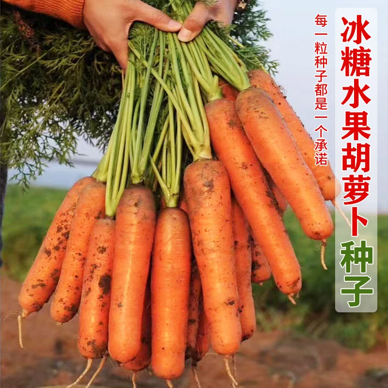 胡萝卜种子大全籽种冰糖水果萝卜四季春季秋冬蔬菜农家胡萝卜种籽