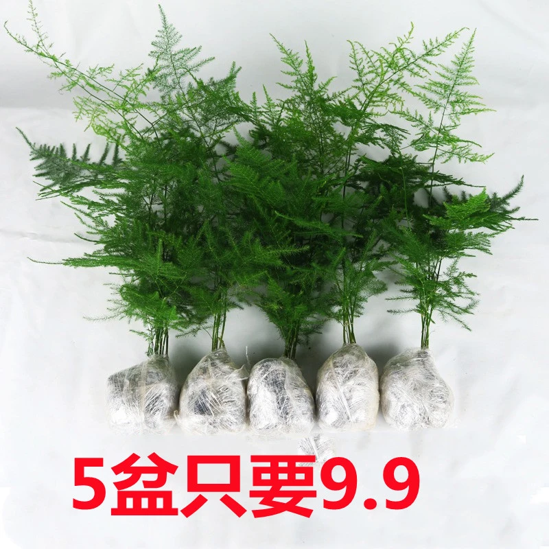 文竹盆栽植物室内四季办公室绿植花卉盆栽盆景常青小盆栽栽培清新