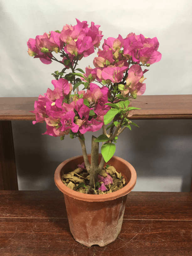 绿叶宫粉三角梅盆栽花卉绿植四季开花好养易活带花基地包邮发货