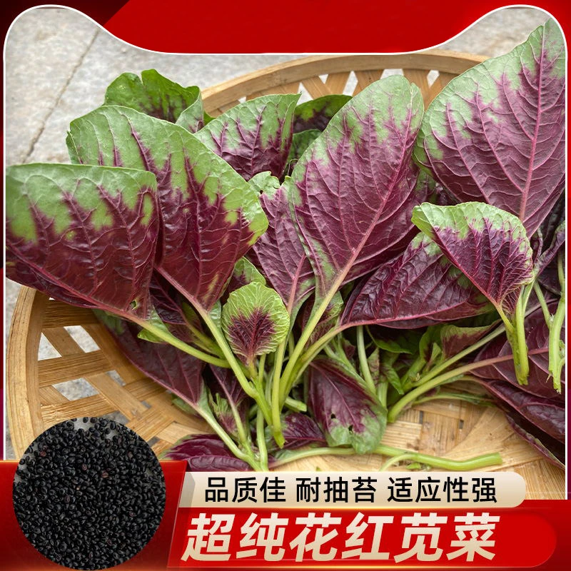 鲜嫩红苋菜种子 四季庭院盆栽农家小菜园地阳台种植耐热蔬菜种子