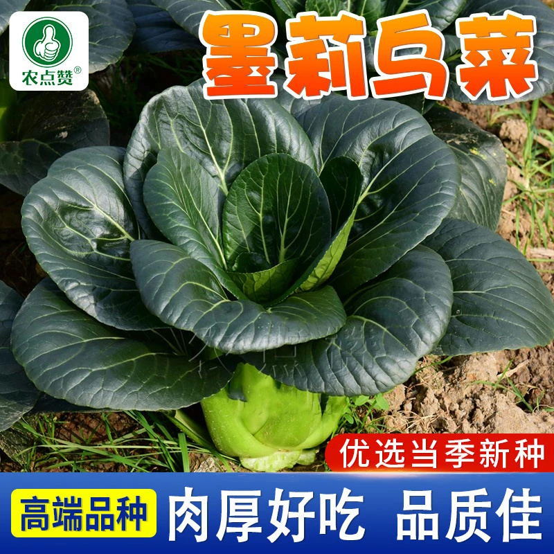 黑叶苏州青梗菜种籽  耐寒阳台庭院四季盆栽种植农家菜园蔬菜种子