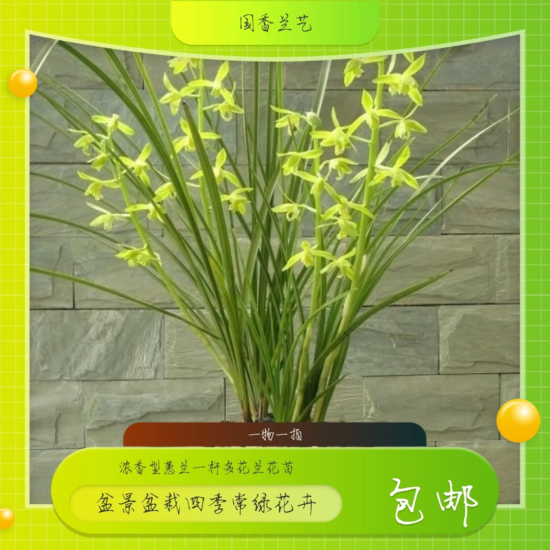 浓香型蕙兰九节兰春兰盆景一物一拍（请勿私拍）（不带盆土）种植