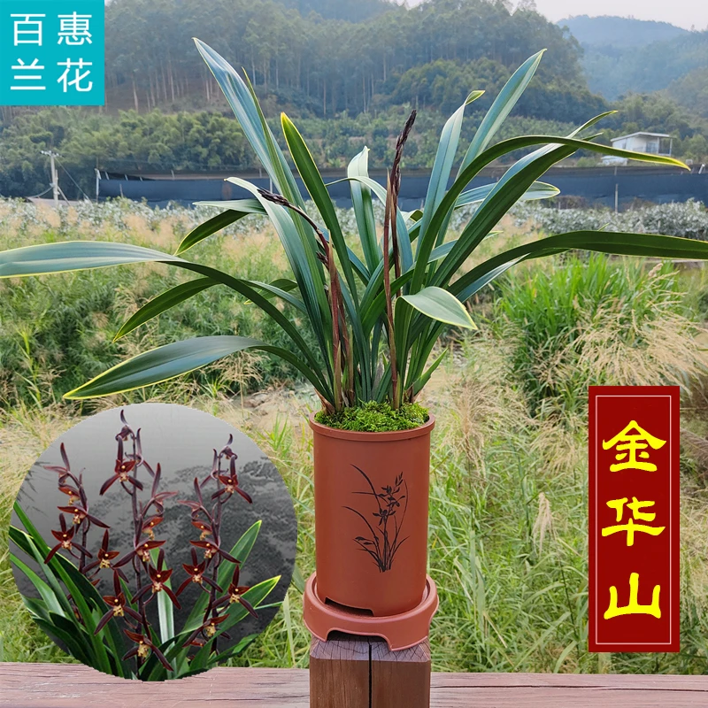 兰花苗【金华山】金边墨兰宽叶室内盆栽花卉观花浓香好养