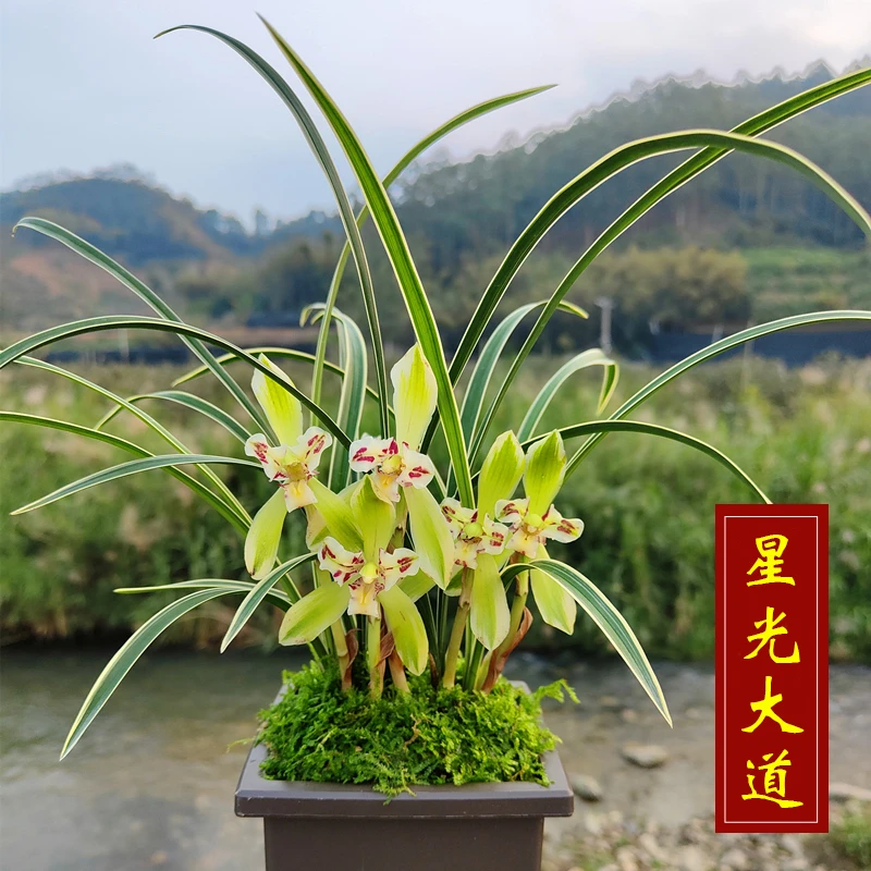 兰花盆栽春兰【星光大道】瓷白边艺中透花三星蝶室内盆栽花卉绿植