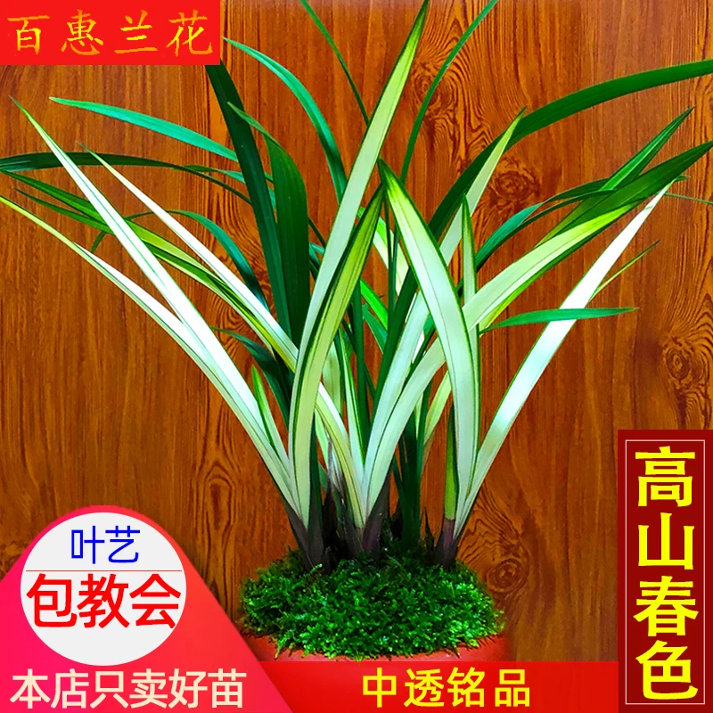 名贵兰花苗【高山春色】中透艺建兰盆栽室内花卉绿植四季花卉兰草