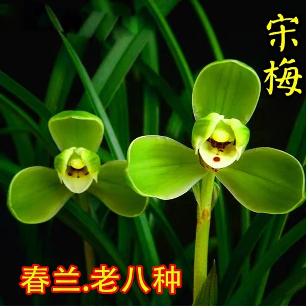 老种兰花苗【春兰老八种】好养易活细叶矮种易花桌面植物盆栽花卉