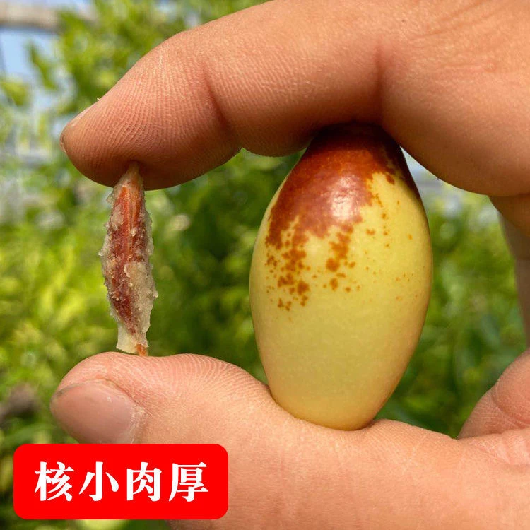 庙上冬枣子弹头枣长枣鸡心枣葫芦枣水果新鲜现摘大红枣净含量5斤