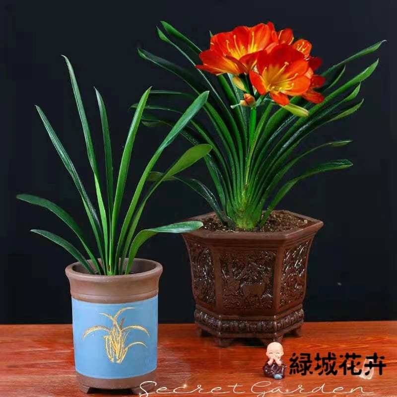 君子兰花君子兰苗四季常青植物蝴蝶兰花苗季节名贵养活种植培植