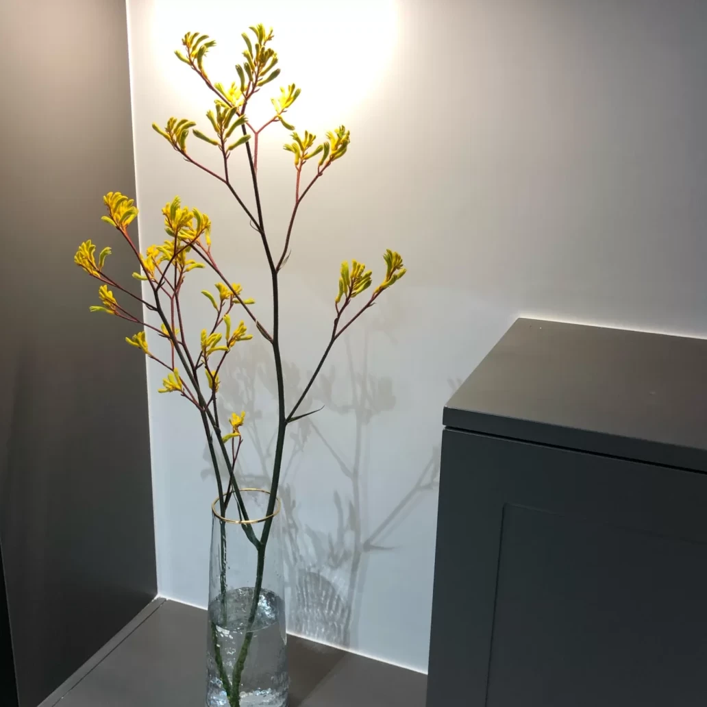 【优选】A级袋鼠爪鲜花  高端装饰花材 顺丰发货叶子养护鲜花