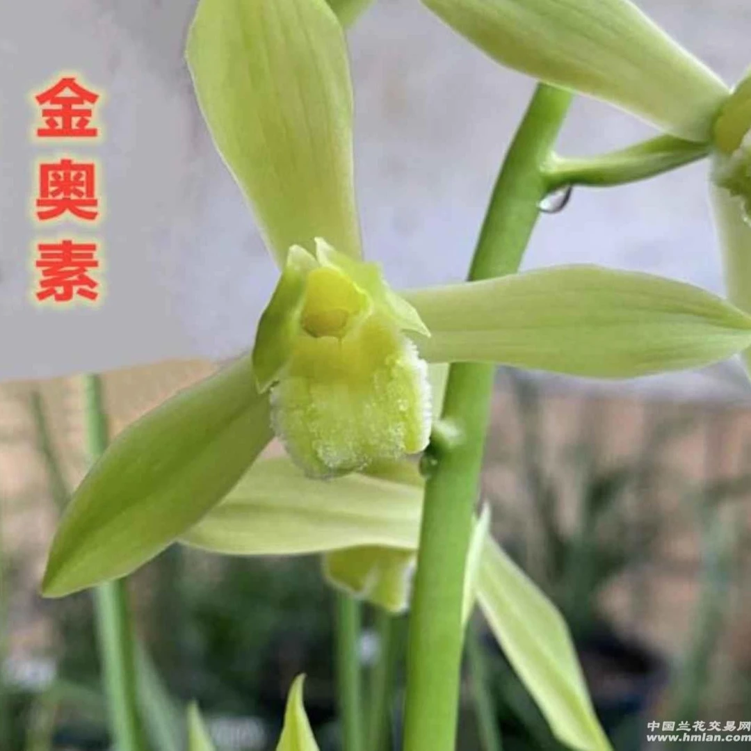 诚信国兰，蕙兰金奥素