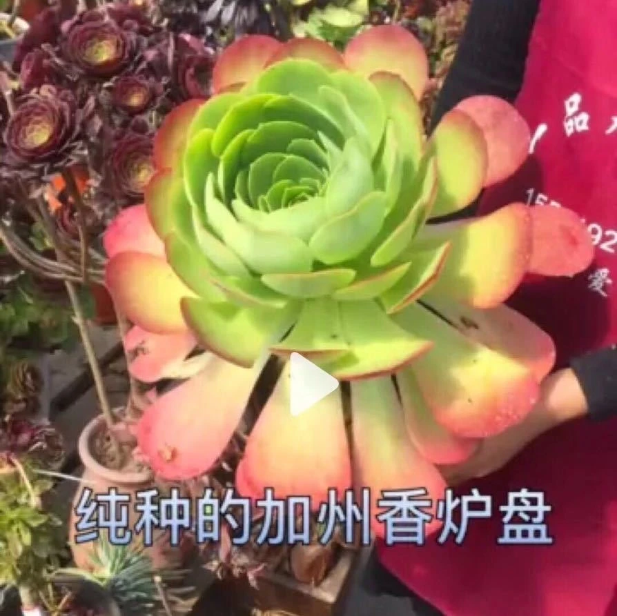 多肉植物法师一物一拍截图发客服链接458