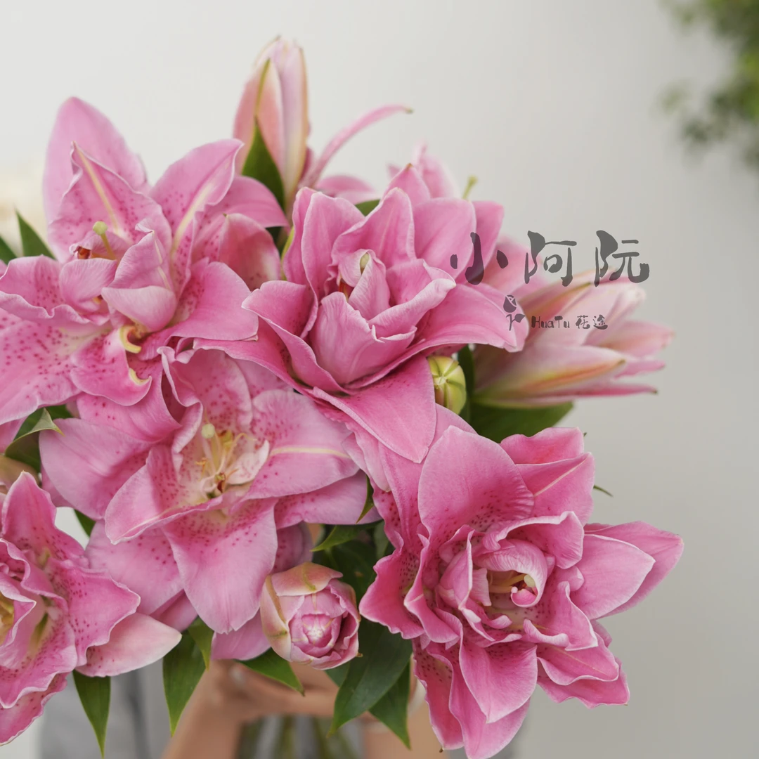 【小阿阮】A级【三头粉拉菲】重瓣香水百合鲜花空运包邮
