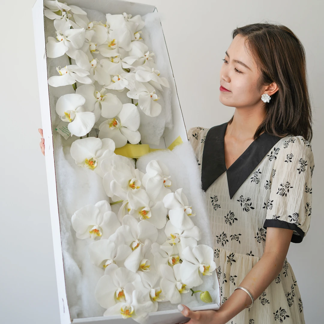 【小阿阮优选】鲜切花「蝴蝶兰」A级品质新鲜到货  顺丰空运发货