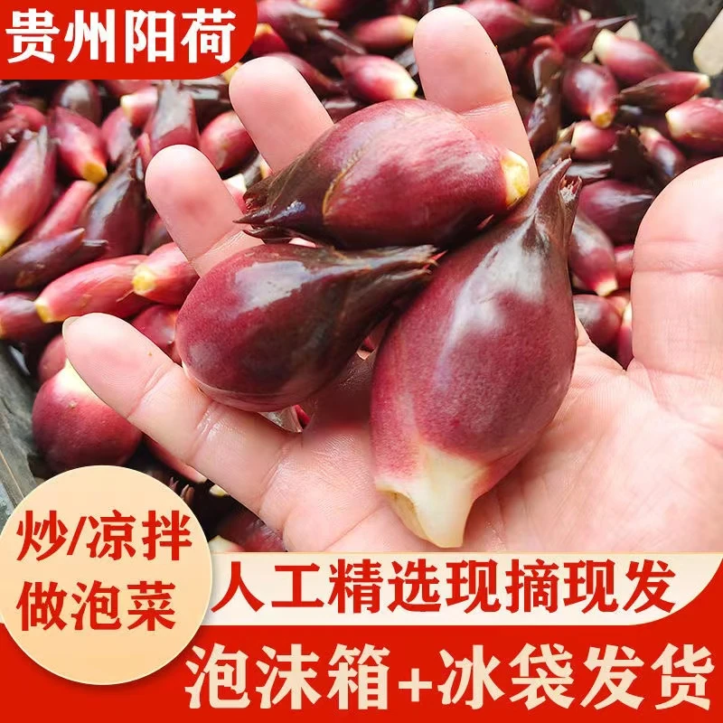 贵州农家阳荷杨荷洋河阳和带泥现摘现发嫩杨荷洋姜圆荷净含量2斤