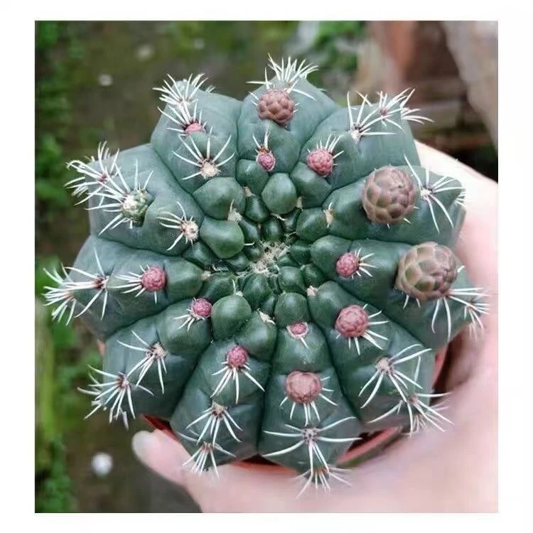 绯花玉多肉（带花苞）仙人球植物盆栽带盆带土发货