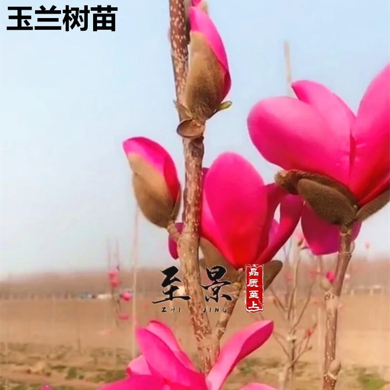 玉兰花树苗娇红1号黄鸟紫玉兰小苗望春花庭院植物花卉盆栽风景树