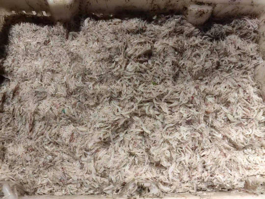 大连渤海 虾皮 自然风干 中国毛虾500g两包