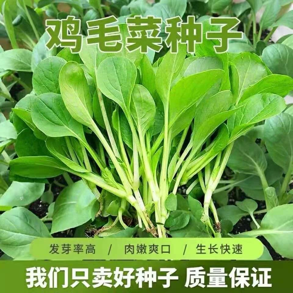 12天速生小青菜油菜籽鸡毛菜耐热易种阳台盆栽泡沫箱四季