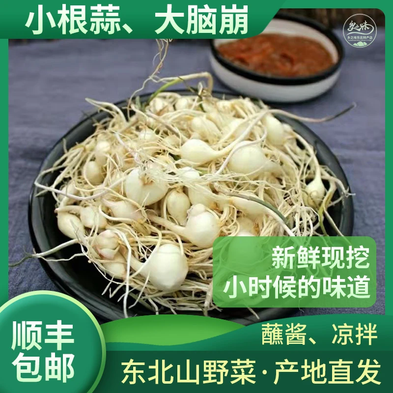 小根蒜山野蒜大脑崩大头蒜野葱东北山野菜蘸酱凉拌菜1斤2斤包邮
