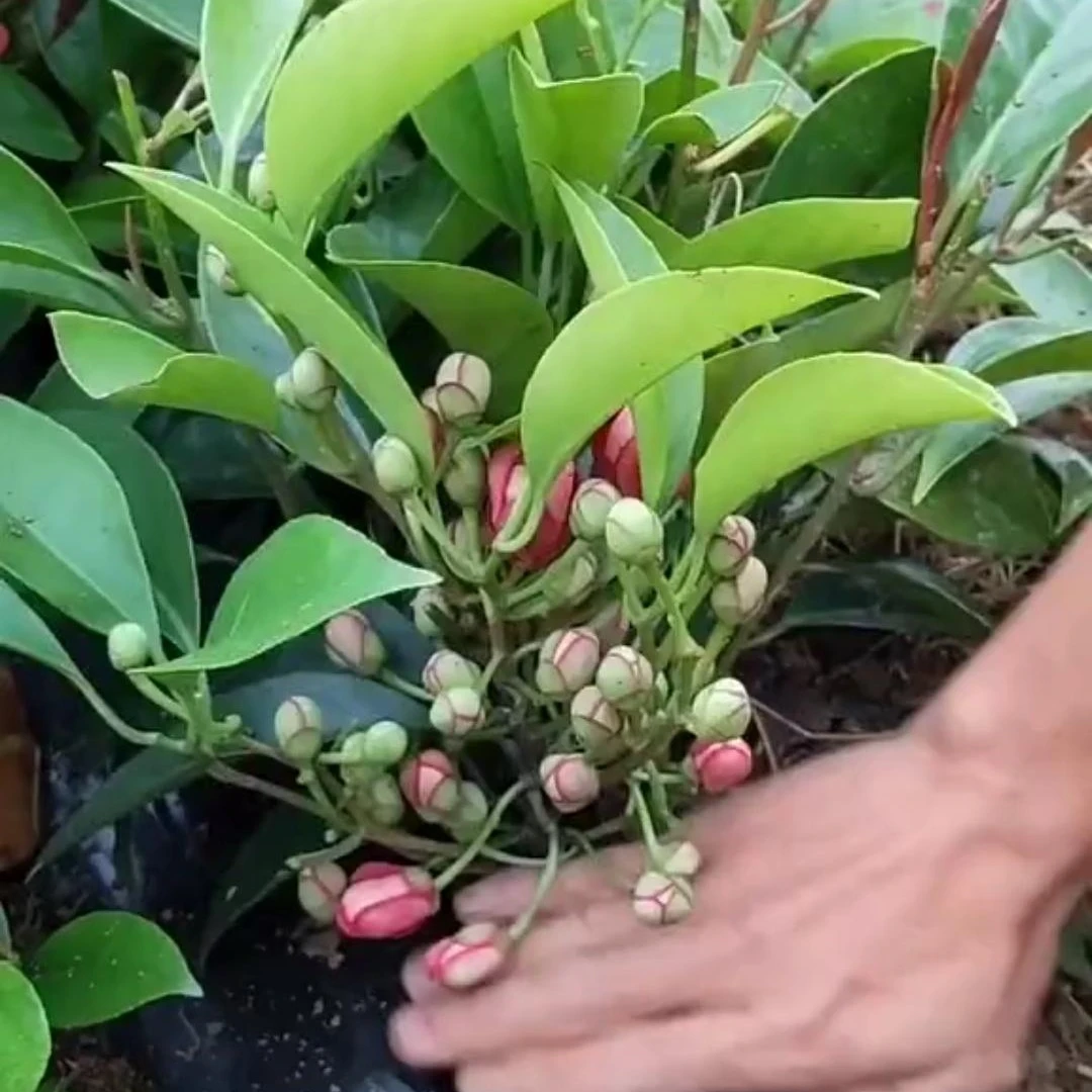 布福娜黑老虎苗爬藤植物带土球