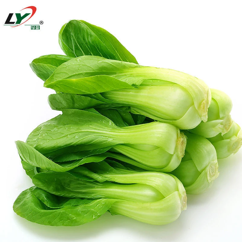 香菇菜油菜种子青梗菜上海青菜种籽春季四季播阳台盆栽蔬菜种孑