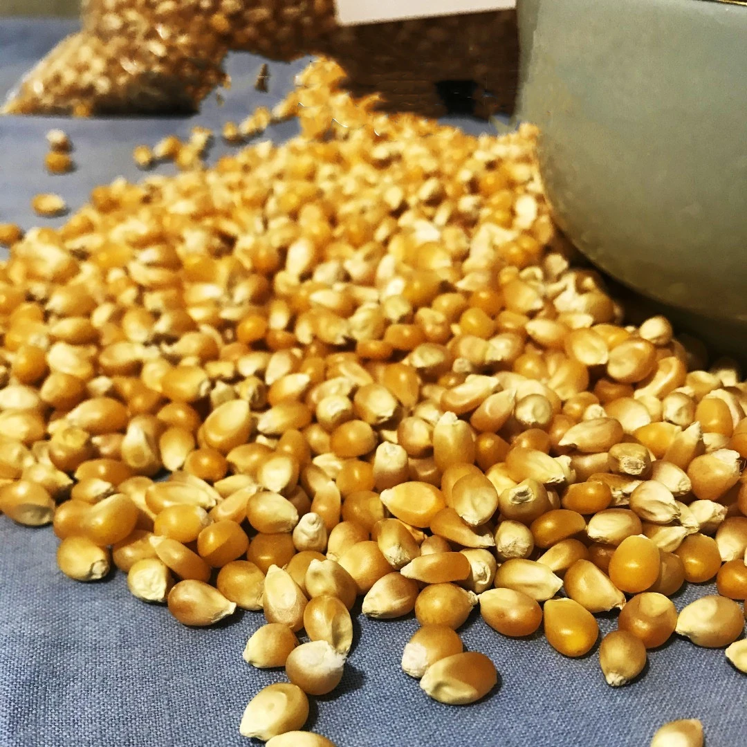 【东北直销】农家爆苞米，爆米花专用玉米1.5kg/2.5kg