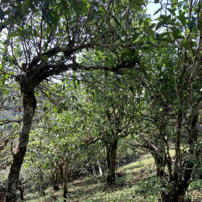 100g大雪山古树生普