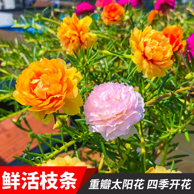 重瓣太阳花盆栽花苗枝条混色船长花园带根带花苞绿植盆栽四季开花