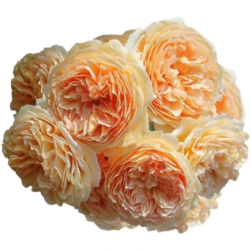 大花浓香爬藤月季藤本宝石玛格丽特王妃黄色栽培阳台冬季夏季月季