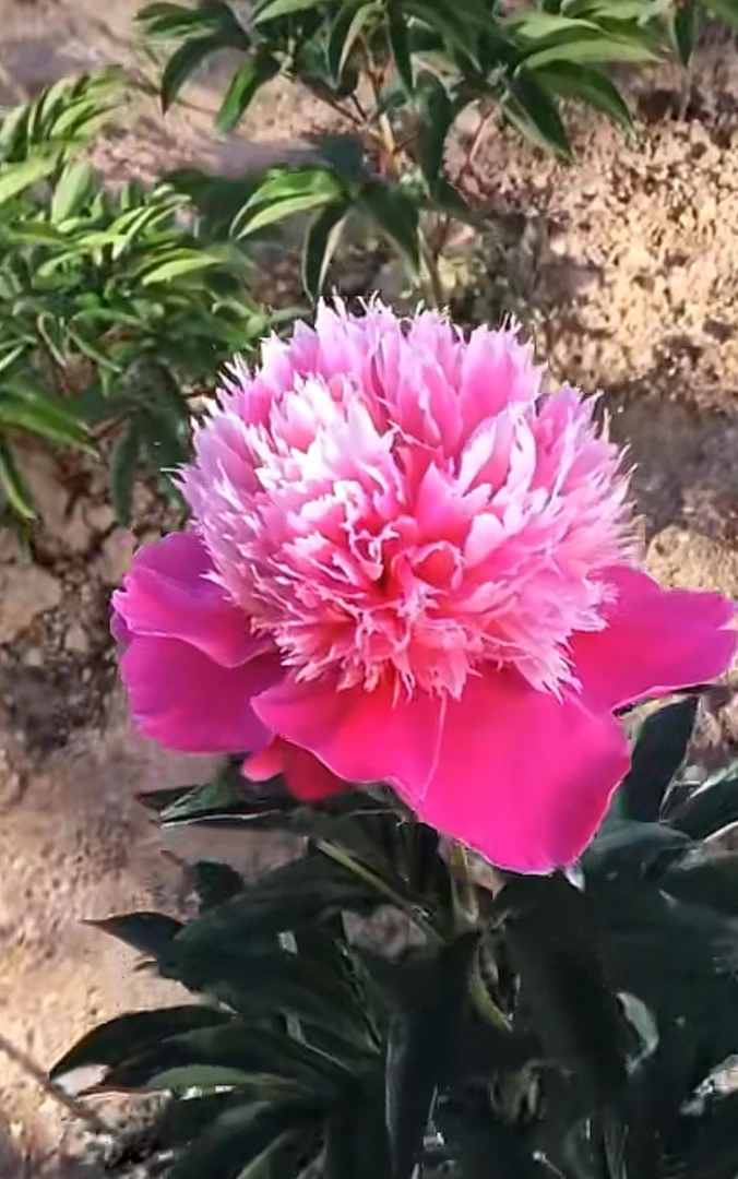 国内观赏芍药花苗-紫凤羽