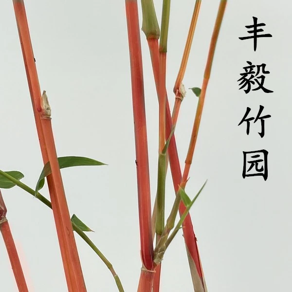 【丰毅竹园】一物一拍专属链接 室内办公室庭院 家庭绿植盆栽