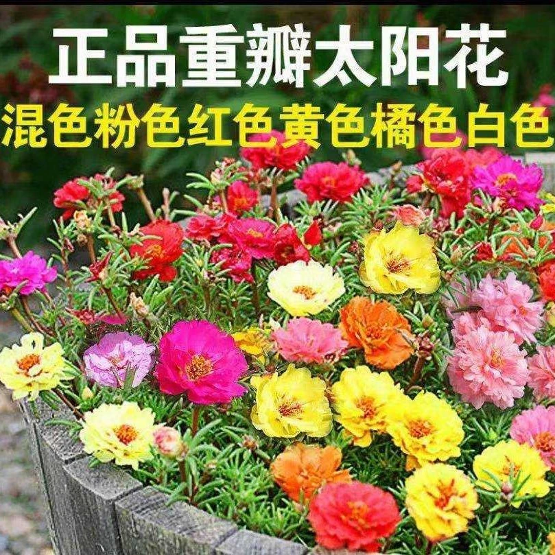 【9.9元10000粒】太阳花重瓣太阳花庭院观赏种子