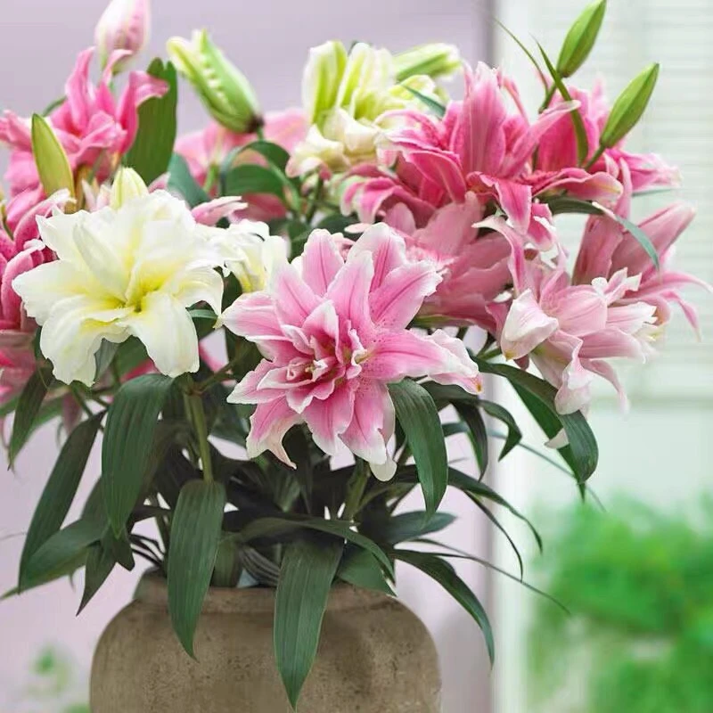 香水百合花种球带芽