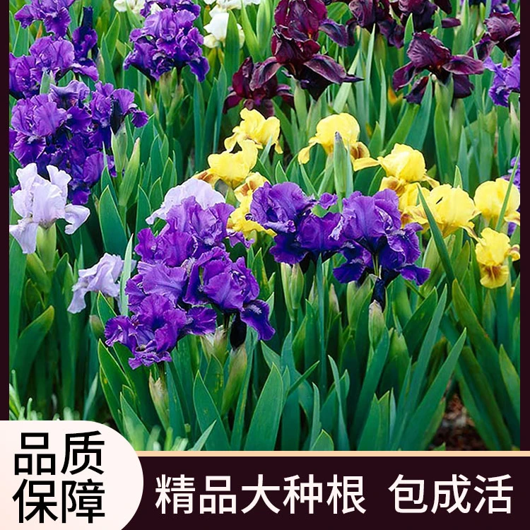 德国大花鸢尾种籽子鸢尾种根荷兰进口盆栽植物鲜花卉四季易播开花