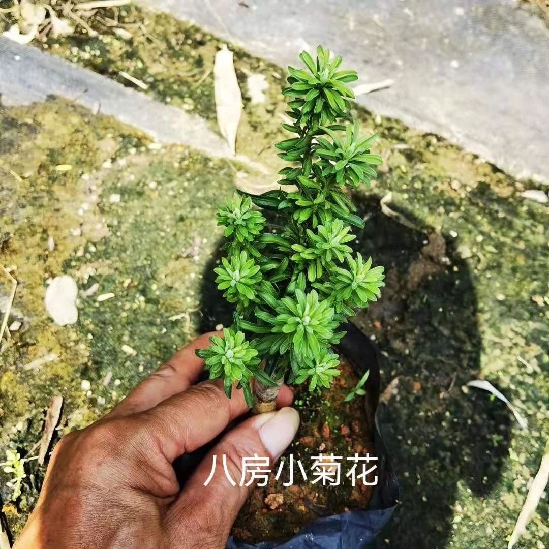 八房小菊花新品罗汉松，嫁接苗，带土球发货，高苑盆景
