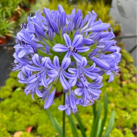 【蓝色妖姬】百子莲蓝色多瑙河带盆带土不带花发货阳台花园植物