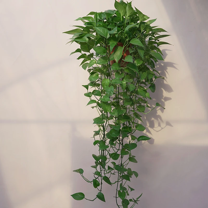 百薇绿植长藤绿萝垂吊枝饱满吸甲醛花卉植物盆栽大叶绿箩爬墙养护