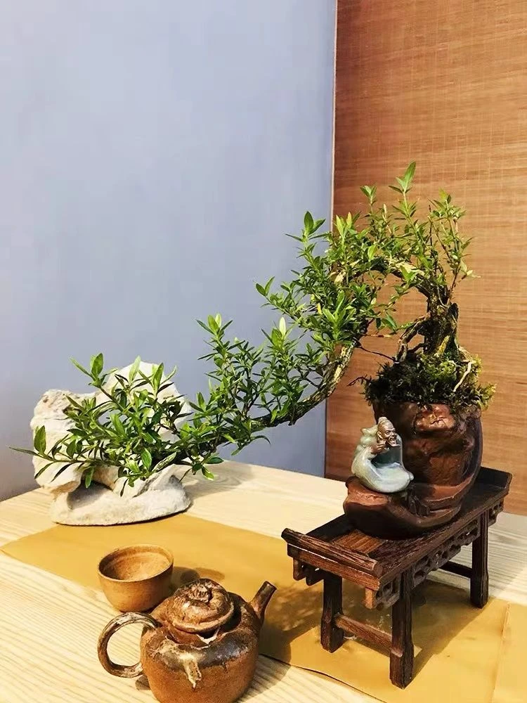 黄荆老桩盆景 一物一拍