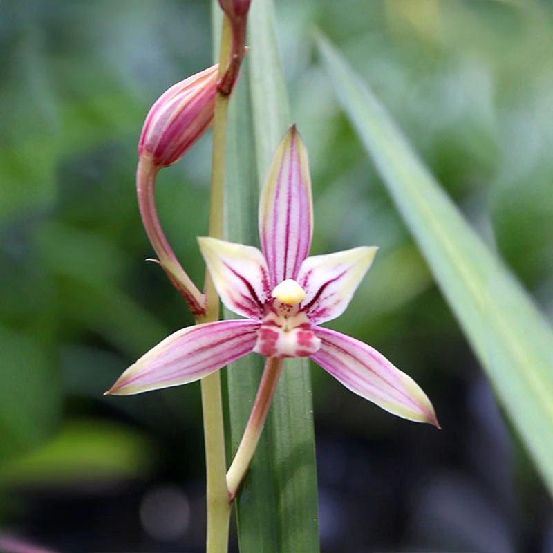 建兰先明艺色花花艺双全